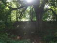 /album/my-local-birding-gallery/the-sun-filtering-through-trees-at-thornhill-rectory-park-jpg/